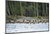 Washington, Olympic, Quinault River. Roosevelt Elk Herd Crossing-Steve Kazlowski-Mounted Premium Photographic Print