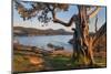 Washington Park Anacortes, Washington State-Alan Majchrowicz-Mounted Photographic Print