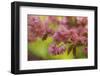 Washington Park Arboretum, spring blooms, Seattle, Washington State, USA-Stuart Westmorland-Framed Photographic Print