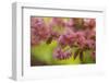 Washington Park Arboretum, spring blooms, Seattle, Washington State, USA-Stuart Westmorland-Framed Photographic Print