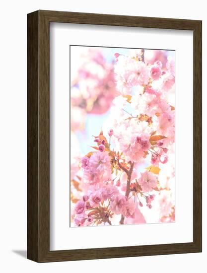 Washington Park Arboretum, spring blooms, Seattle, Washington State, USA-Stuart Westmorland-Framed Photographic Print