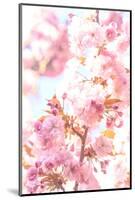 Washington Park Arboretum, spring blooms, Seattle, Washington State, USA-Stuart Westmorland-Mounted Photographic Print