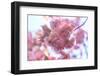 Washington Park Arboretum, spring blooms, Seattle, Washington State, USA-Stuart Westmorland-Framed Photographic Print