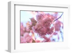 Washington Park Arboretum, spring blooms, Seattle, Washington State, USA-Stuart Westmorland-Framed Photographic Print