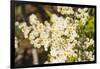 Washington, Pasayten Wilderness, Hart's Pass. Pearly Everlasting-Steve Kazlowski-Framed Photographic Print