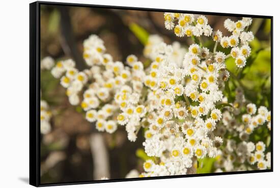 Washington, Pasayten Wilderness, Hart's Pass. Pearly Everlasting-Steve Kazlowski-Framed Stretched Canvas