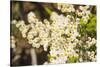 Washington, Pasayten Wilderness, Hart's Pass. Pearly Everlasting-Steve Kazlowski-Stretched Canvas