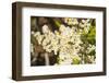 Washington, Pasayten Wilderness, Hart's Pass. Pearly Everlasting-Steve Kazlowski-Framed Photographic Print