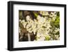 Washington, Pasayten Wilderness, Hart's Pass. Pearly Everlasting-Steve Kazlowski-Framed Photographic Print