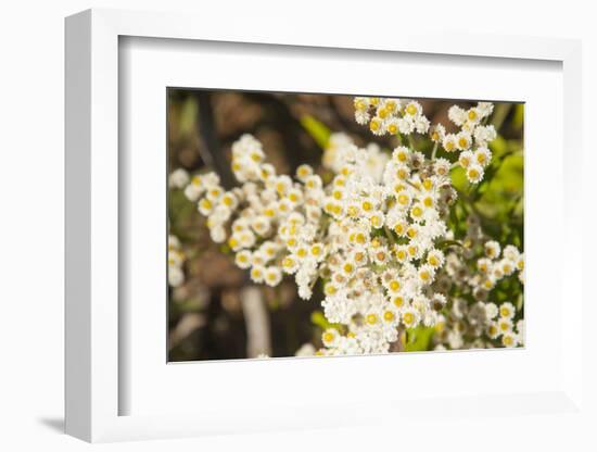 Washington, Pasayten Wilderness, Hart's Pass. Pearly Everlasting-Steve Kazlowski-Framed Photographic Print