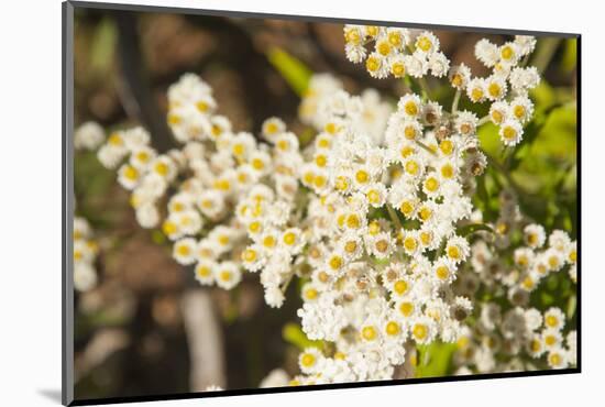 Washington, Pasayten Wilderness, Hart's Pass. Pearly Everlasting-Steve Kazlowski-Mounted Photographic Print