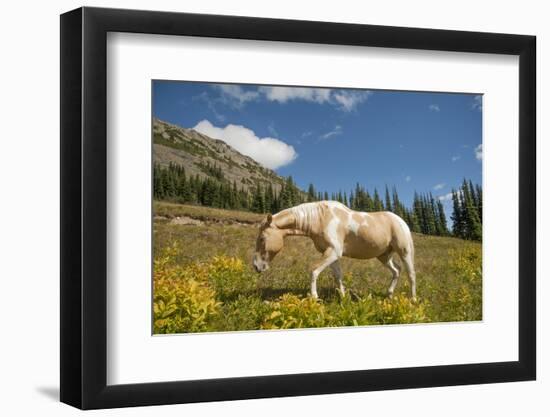 Washington, Pasayten Wilderness, Slate Pass Area. Horse Foraging-Steve Kazlowski-Framed Photographic Print