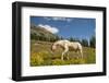 Washington, Pasayten Wilderness, Slate Pass Area. Horse Foraging-Steve Kazlowski-Framed Photographic Print