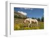 Washington, Pasayten Wilderness, Slate Pass Area. Horse Foraging-Steve Kazlowski-Framed Photographic Print