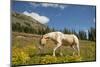 Washington, Pasayten Wilderness, Slate Pass Area. Horse Foraging-Steve Kazlowski-Mounted Photographic Print