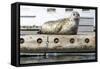 Washington, Poulsbo. Harbor Seal Haul Out on Dock. Acclimated to Boat Traffic-Trish Drury-Framed Stretched Canvas