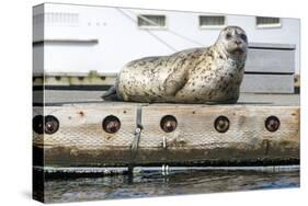 Washington, Poulsbo. Harbor Seal Haul Out on Dock. Acclimated to Boat Traffic-Trish Drury-Stretched Canvas