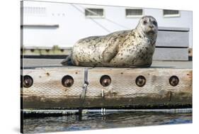 Washington, Poulsbo. Harbor Seal Haul Out on Dock. Acclimated to Boat Traffic-Trish Drury-Stretched Canvas