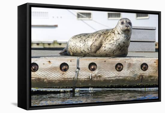 Washington, Poulsbo. Harbor Seal Haul Out on Dock. Acclimated to Boat Traffic-Trish Drury-Framed Stretched Canvas