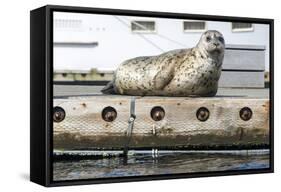 Washington, Poulsbo. Harbor Seal Haul Out on Dock. Acclimated to Boat Traffic-Trish Drury-Framed Stretched Canvas