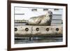Washington, Poulsbo. Harbor Seal Haul Out on Dock. Acclimated to Boat Traffic-Trish Drury-Framed Photographic Print