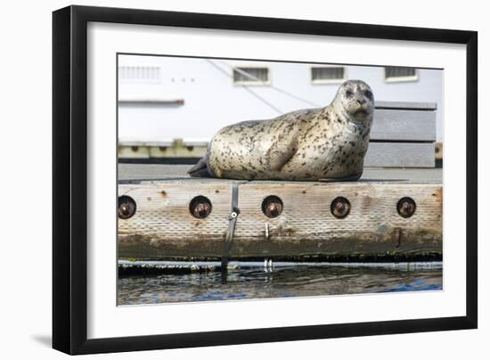 Washington, Poulsbo. Harbor Seal Haul Out on Dock. Acclimated to Boat Traffic-Trish Drury-Framed Photographic Print