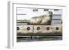 Washington, Poulsbo. Harbor Seal Haul Out on Dock. Acclimated to Boat Traffic-Trish Drury-Framed Photographic Print