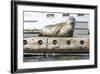 Washington, Poulsbo. Harbor Seal Haul Out on Dock. Acclimated to Boat Traffic-Trish Drury-Framed Photographic Print