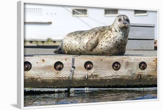 Washington, Poulsbo. Harbor Seal Haul Out on Dock. Acclimated to Boat Traffic-Trish Drury-Framed Photographic Print