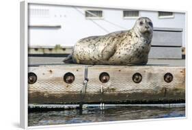 Washington, Poulsbo. Harbor Seal Haul Out on Dock. Acclimated to Boat Traffic-Trish Drury-Framed Photographic Print