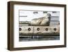 Washington, Poulsbo. Harbor Seal Haul Out on Dock. Acclimated to Boat Traffic-Trish Drury-Framed Photographic Print