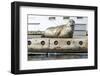 Washington, Poulsbo. Harbor Seal Haul Out on Dock. Acclimated to Boat Traffic-Trish Drury-Framed Photographic Print