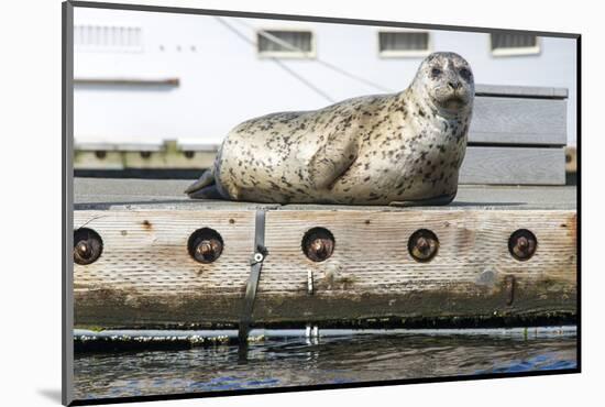 Washington, Poulsbo. Harbor Seal Haul Out on Dock. Acclimated to Boat Traffic-Trish Drury-Mounted Photographic Print