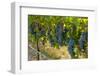 Washington, Red Mountain. Cabernet Sauvignon Grapes Near Harvest at Col Solare on Red Mountain-Richard Duval-Framed Photographic Print