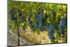 Washington, Red Mountain. Cabernet Sauvignon Grapes Near Harvest at Col Solare on Red Mountain-Richard Duval-Mounted Photographic Print
