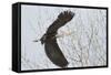 Washington, Redmond, Great Blue Heron, Flying Back to Nest with a Stick-Jamie And Judy Wild-Framed Stretched Canvas