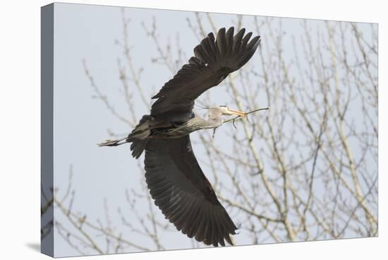 Washington, Redmond, Great Blue Heron, Flying Back to Nest with a Stick-Jamie And Judy Wild-Stretched Canvas