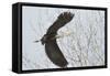 Washington, Redmond, Great Blue Heron, Flying Back to Nest with a Stick-Jamie And Judy Wild-Framed Stretched Canvas