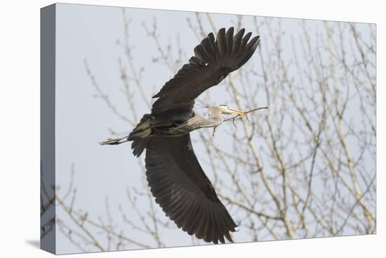 Washington, Redmond, Great Blue Heron, Flying Back to Nest with a Stick-Jamie And Judy Wild-Stretched Canvas