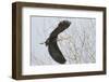 Washington, Redmond, Great Blue Heron, Flying Back to Nest with a Stick-Jamie And Judy Wild-Framed Photographic Print