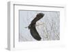 Washington, Redmond, Great Blue Heron, Flying Back to Nest with a Stick-Jamie And Judy Wild-Framed Photographic Print