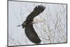 Washington, Redmond, Great Blue Heron, Flying Back to Nest with a Stick-Jamie And Judy Wild-Mounted Photographic Print