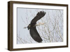 Washington, Redmond, Great Blue Heron, Flying Back to Nest with a Stick-Jamie And Judy Wild-Framed Photographic Print