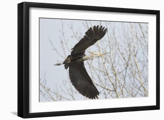 Washington, Redmond, Great Blue Heron, Flying Back to Nest with a Stick-Jamie And Judy Wild-Framed Photographic Print