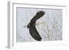 Washington, Redmond, Great Blue Heron, Flying Back to Nest with a Stick-Jamie And Judy Wild-Framed Photographic Print