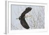 Washington, Redmond, Great Blue Heron, Flying Back to Nest with a Stick-Jamie And Judy Wild-Framed Photographic Print