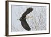 Washington, Redmond, Great Blue Heron, Flying Back to Nest with a Stick-Jamie And Judy Wild-Framed Photographic Print