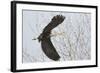 Washington, Redmond, Great Blue Heron, Flying Back to Nest with a Stick-Jamie And Judy Wild-Framed Photographic Print