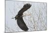 Washington, Redmond, Great Blue Heron, Flying Back to Nest with a Stick-Jamie And Judy Wild-Mounted Photographic Print