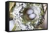 Washington, Rufous Hummingbird Nest with Eggs-Trish Drury-Framed Stretched Canvas